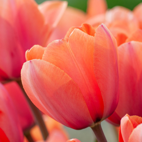 Tulipán „Apricot Impression“, květinové cibulky, cibulky tulipánů, velikost 9/10, 50 ks.