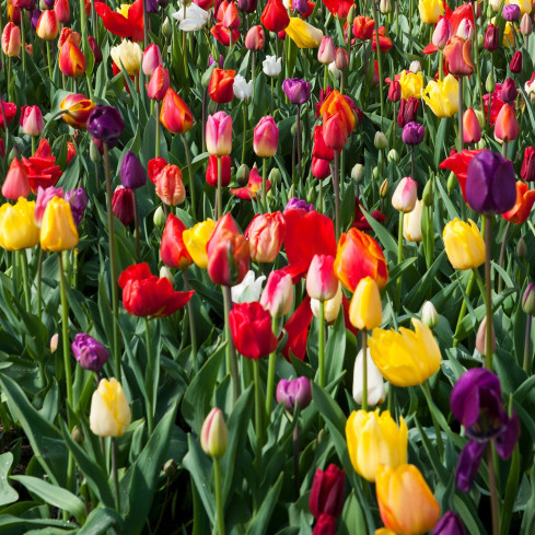 CEB15 tulipány, cibulky tulipánů, cibulky květin, směs barev, Triumph Mixed, 50 ks