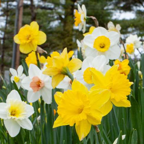 CEB8 narcis, cibulky narcisů, žonkil, botanická cibulka, směs barev, 50 ks