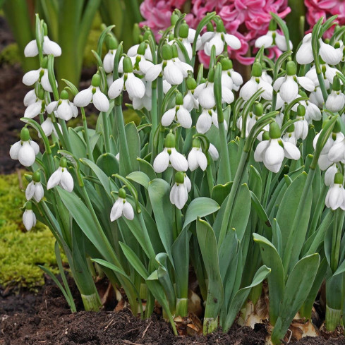 Galanthus „Sněženka“ elwesii, cibulky, velikost 4/5, 50 ks.