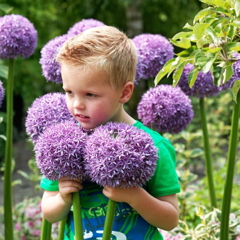 CEB22 obří okrasný česnek, cibulky česneku, cibulky květin Allium gladiator, 1 ks, 20/+