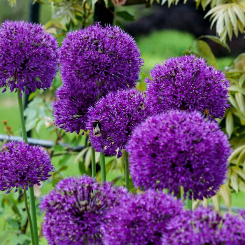 CEB23 obří okrasný česnek, cibulky česneku, cibule Allium Purple Rain, 5 ks, 12/14