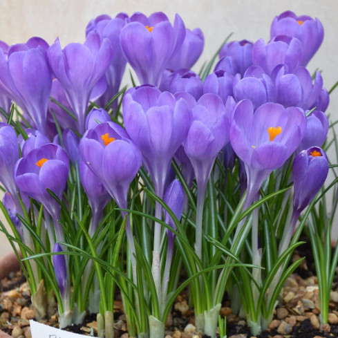 Krokus aqua, cibulky květin, cibulky krokusů, velikost 6/7, 50 ks.
