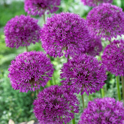CEB21 okrasný česnek, cibulky česneku, cibulky květů „allium aflatunense“ 50 ks.