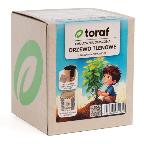D1232 kyslíkový strom paulovnie mechová toraf oxygen tree sada s květináčem