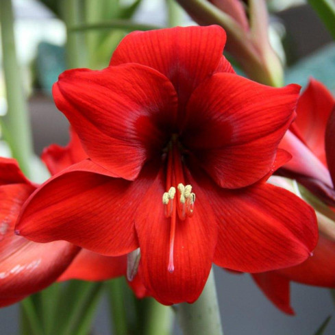 Hippeastrum „Zwartnica Red Lion“, amarylis, velikost 24/26, sytě červená, 1 ks.