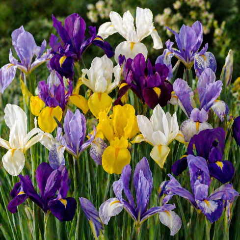 Holandský kosatec, iris hollandica, kosatec, cibulky květin, velikost 6/7, 50 ks.