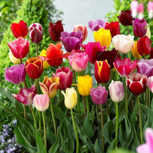 Směs cibulek tulipánů pro sběr v zahradě, směs odrůd, velikost 9,5/10, 50 ks.