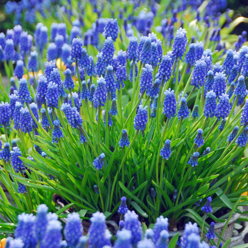 Muscari armeniacum (safírovka arménská), cibulky safírovky, velikost 6/7, 50 ks.