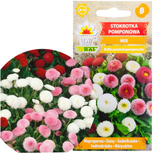 R3907 Sedmikráska pomponová – směs semen 0,1 g, barevné květy