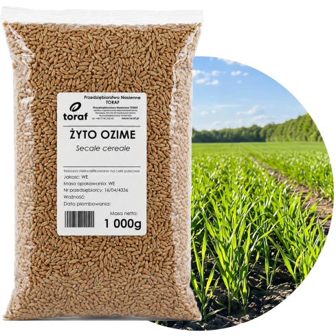 Žito jako ozimá mezikultura, semena, zrno, rychlý růst, zlepšení půdy, 1 kg