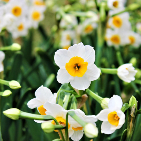 Polský botanický narcis (canaliculatus), cibulky, 50 ks cibulek
