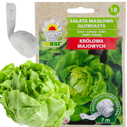 T8013 máslová salátová odrůda „Královna května“ na 6m pásu se semeny salátu