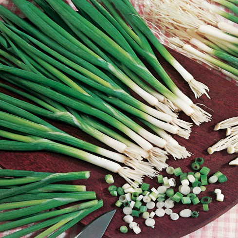 W1022 sedmiletá cibule bajkalská, chutná a aromatická pažitka (Allium fistulosum L.), 3 g
