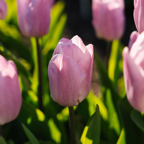 Tulipán Candy Prince, cibulky tulipánů, cibulky květin, velikost 9/10, 50 ks.