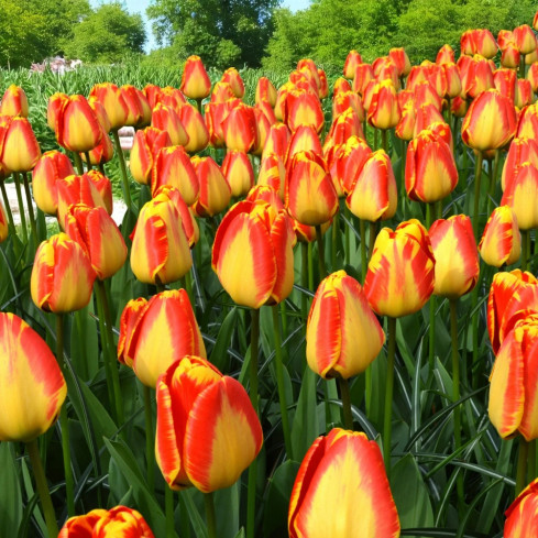 CEB1 tulipány, cibulky tulipánů, cibulky květin, červeno-žluté „banja luka“, 50 ks.