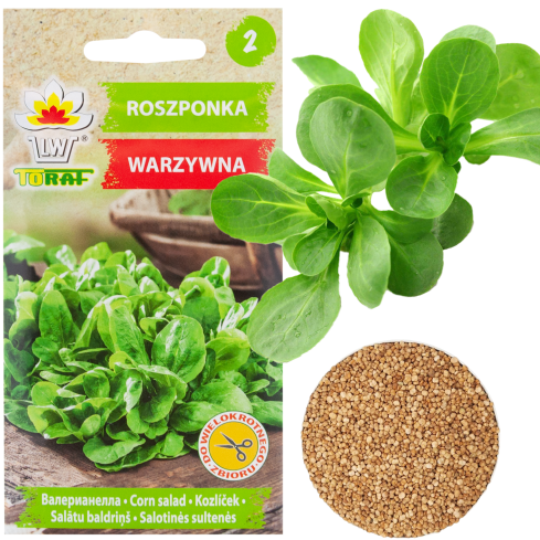 W1186 polníček zahradní, semena polníčku bohatá na vitamíny, salát 1 g