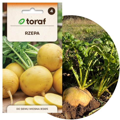 Jedlá řepa „Goudball“, semena řepy, žlutá, sladkastá dužina, toraf, 10 g