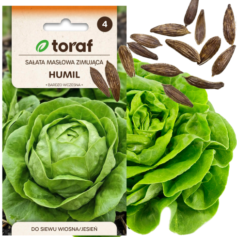 Zimní máslový salát, odrůda Humil, semena salátu, Toraf, 1 g