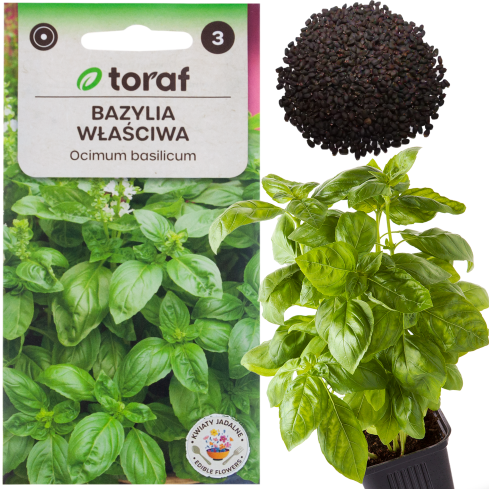 Z3001 BASALKA SPRÁVNÁ BASALKA SEMÍNKA BYLINY KOŘENÍ ZELENÉ AROMATICKÉ 1G