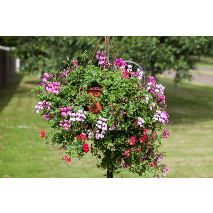 Závěsná pelargonie Speedy Mix, hybridy Pelargonium peltatum F2, semena (10 ks)