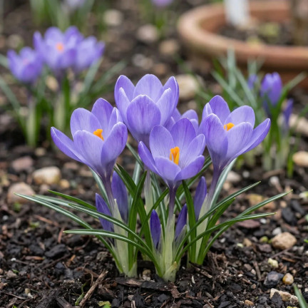Krokus aqua, cibulky květin, cibulky krokusů, velikost 6/7, 50 ks.