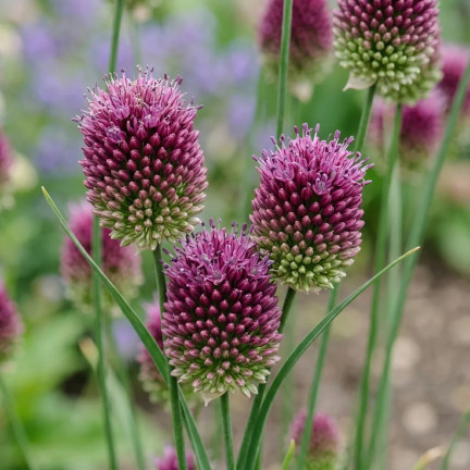 Česnek kulatý (Allium sphaerocephalon), cibulky, velikost 4/5, 50 ks.