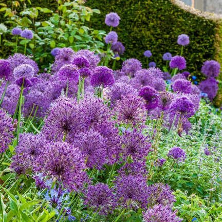 CEB23 obří okrasný česnek, cibulky česneku, cibule Allium Purple Rain, 5 ks, 12/14