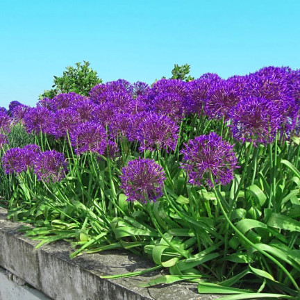 CEB23 obří okrasný česnek, cibulky česneku, cibule Allium Purple Rain, 5 ks, 12/14