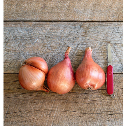 Šalotka (Conservor F1), Allium cepa L., cibulová semena, 20 ks.