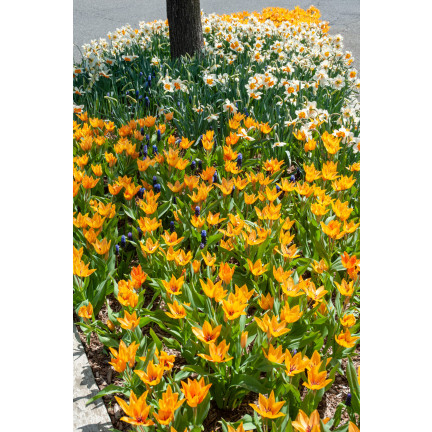 CEB5 TULIP PRAESTANS SHOGUN BLUMENZWIEBELN 50 STÜCK