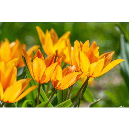 CEB5 TULIP PRAESTANS SHOGUN BLUMENZWIEBELN 50 STÜCK