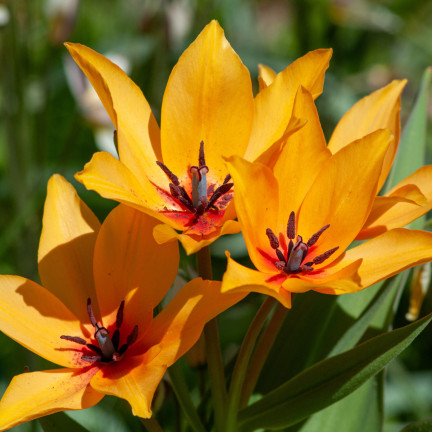 CEB5 TULIP PRAESTANS SHOGUN BLUMENZWIEBELN 50 STÜCK