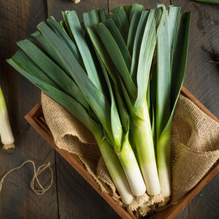 W1177 OSIVO PÓRU BLAUWGROENE ZIMNÍ TYP ALASKA POZDNÍ MRAZUVZDORNÝ 1G