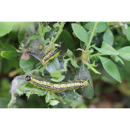 SUM31 lepinox PLUS, insekticid, ničí housenky zimolezu, obsah 5 g