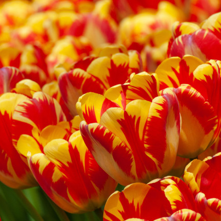 CEB1 tulipány, cibulky tulipánů, cibulky květin, červeno-žluté „banja luka“, 50 ks.
