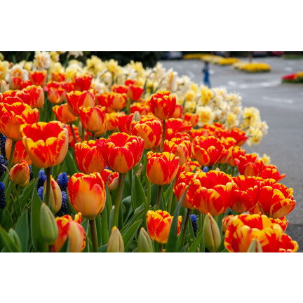 CEB1 tulipány, cibulky tulipánů, cibulky květin, červeno-žluté „banja luka“, 50 ks.