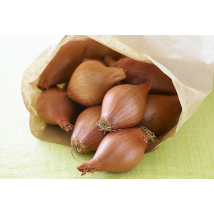 Šalotka (Conservor F1), Allium cepa L., cibulová semena, 20 ks.