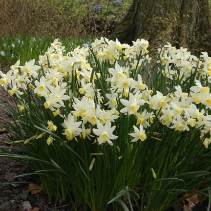Botanická narciska „Sailboat“, cibulky narcisů, velikost 8/10, 50 ks.