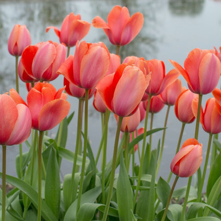 Tulipán „Apricot Impression“, květinové cibulky, cibulky tulipánů, velikost 9/10, 50 ks.