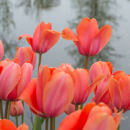 Tulipán „Apricot Impression“, květinové cibulky, cibulky tulipánů, velikost 9/10, 50 ks.