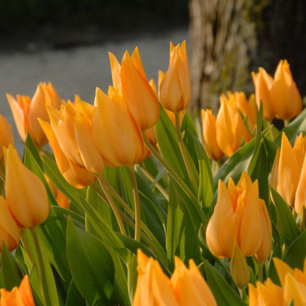 CEB5 TULIP PRAESTANS SHOGUN BLUMENZWIEBELN 50 STÜCK