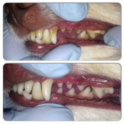 TG63396 dentální žvýkací hračka pro psy, zubní kartáček, odstraňuje zubní kámen, hračka