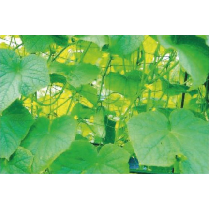 TG67377 síťová podpěra pro rostliny 90X180CM zábradlí pro okurky