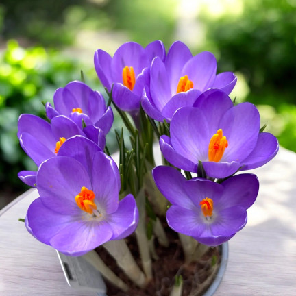 Krokus aqua, cibulky květin, cibulky krokusů, velikost 6/7, 50 ks.