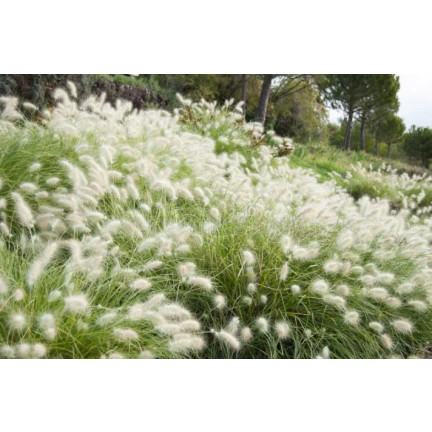 R2251 tráva Pennisetum villosum, jednoletá, chocholaté trsy, krásná, 12 ks.