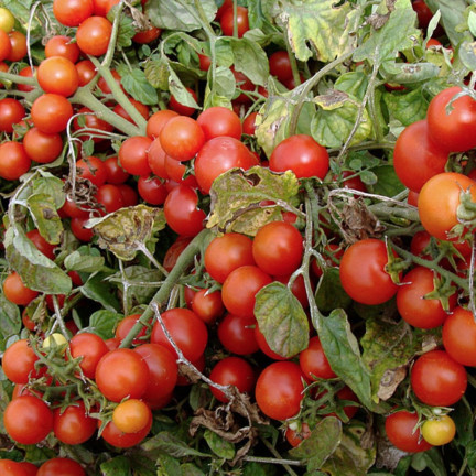 W5222 CHERRY RAJČATA BAJAJA 0,3G SEMÍNKA RAJČAT CHERRY RAJČATA NA BALKON