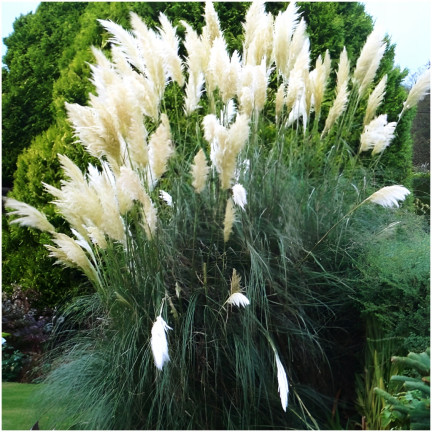 R2249 PAMPOVÁ TRÁVA ZPEŘENÁ KVĚTENSTVÍ NEJKRÁSNĚJŠÍ CORTADERIA SELLOANA