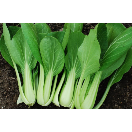 W3779 ČÍNSKÉ ZELÍ PAK CHOI 1G SEMENA ČÍNSKÉHO ZELÍ TORAF