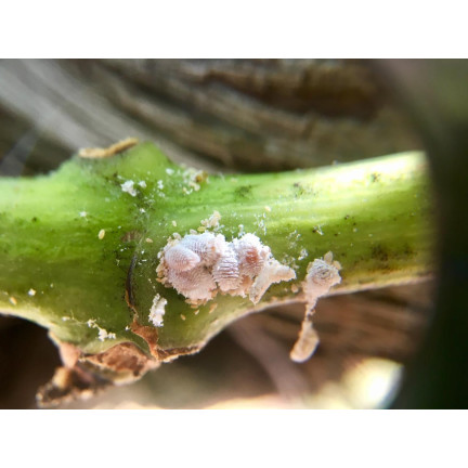SUM33 Limocide 30 ml, přípravek 3 v 1, insekticid a fungicid, proti škůdcům, jako jsou roztoči